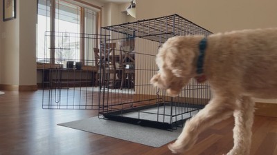 Drymate Light Gray Absorbent Dog Crate Mat