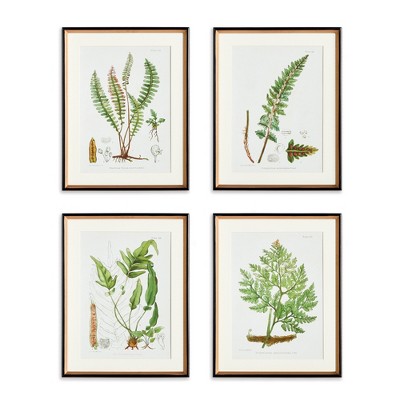 Plum & Post 17.75" x 23" Decorative Structural Fern Botanical Study Framed Prints, Set of 4