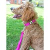 Country Brook Petz Premium Nylon Dog Collar with Metal Buckle for Small Medium Large Breeds - Vibrant 30+ Color Selection - 4 of 4