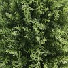 26" Cypress Tree - National Tree Company - 3 of 3