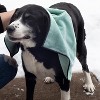 John Ritzenthaler Co. Embroidered Microfiber Pet Towel Small Set of Three - 4 of 4