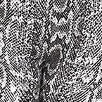 grey snake