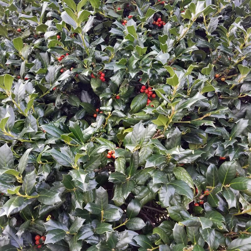 Holly &#39;Nellie R. Stevens&#39; 1pc U.S.D.A. Hardiness Zones 6-9 National Plant Network 2.25gal, 3 of 5