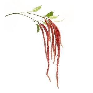 Melrose Amaranthus Floral Stem (Set of 4) - 1 of 3