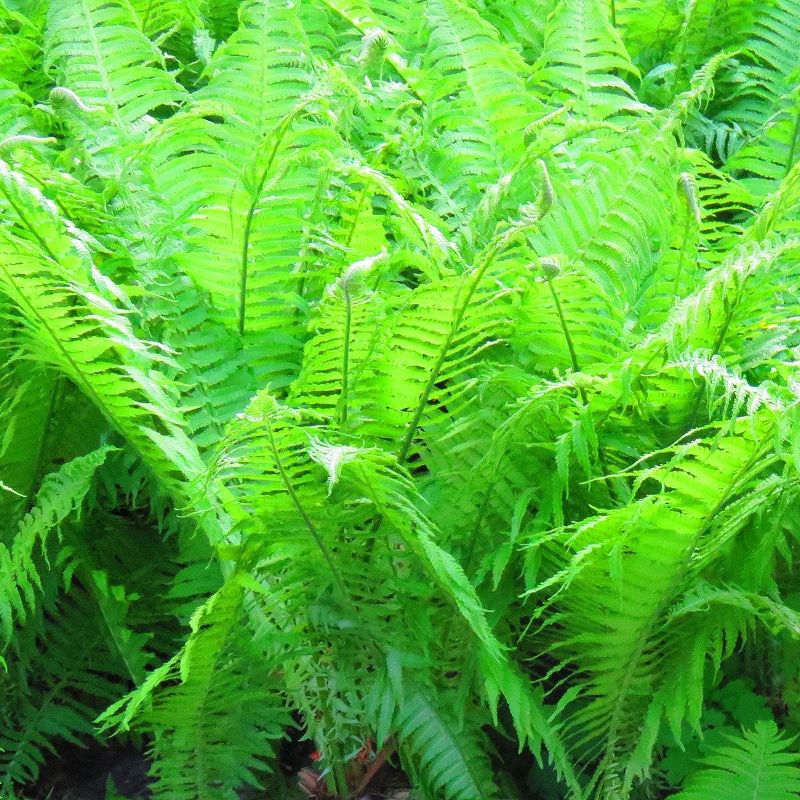 Van Zyverden 3ct Roots Lady Fern Woodland Plant Green, 1 of 6