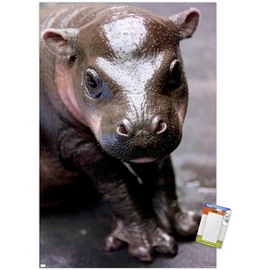 Trends International Cute Pygmy Hippopotamus Unframed Wall Poster Prints - 1 of 4