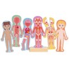 Hape: Human Body Magnetic Puzzle - 68pc - 6 Human Anatomy Cards, Ages 3+ - 2 of 4