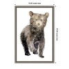 Amanti Art Baby Bear by Elena Markelova Canvas Wall Art Print Framed 16 x 23-in. - 4 of 4