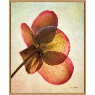 16" x 20" Lenton Rose I by Debra Van Swearingen Framed Wall Canvas - Amanti Art