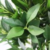 3FT Artificial Bay Laurel Tree with Ground Spikes, Set of 2 Faux Laurus Nobilis, Fake Plants for Garden Patio Porch Yard - 2 of 4
