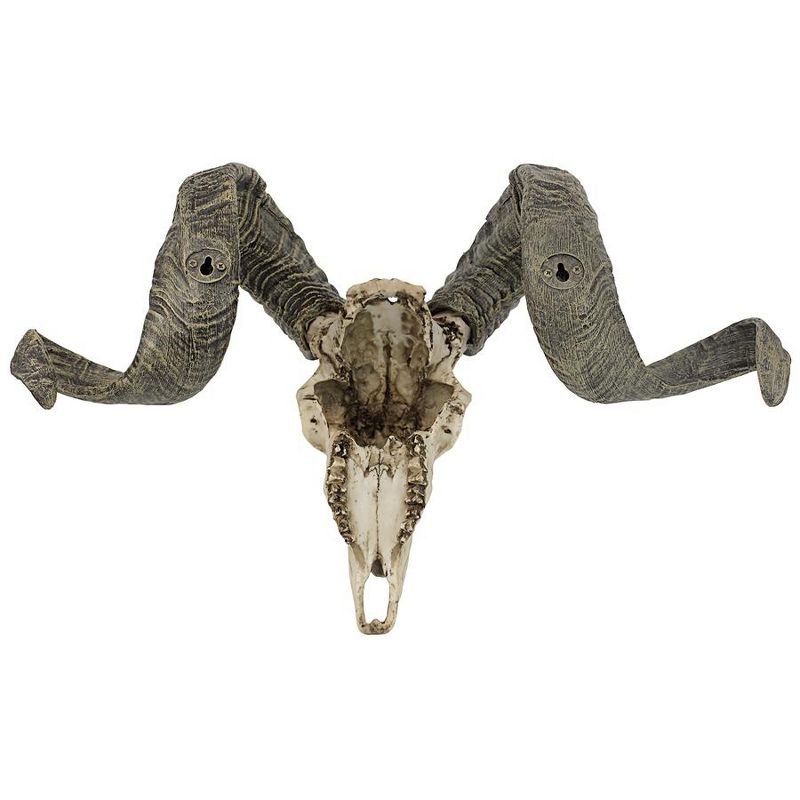Design Toscano Corsican Ram Skull and Horns Wall Trophy, 5 of 8