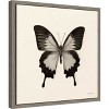 Amanti Art Butterfly III BnW by Debra Van Swearingen Canvas Wall Art Print Framed 16-in. x 16-in. - 2 of 4
