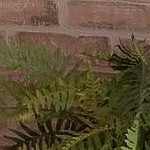 antique red and blue