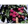 Verry Cherry Plums - 1lb - 4 of 4