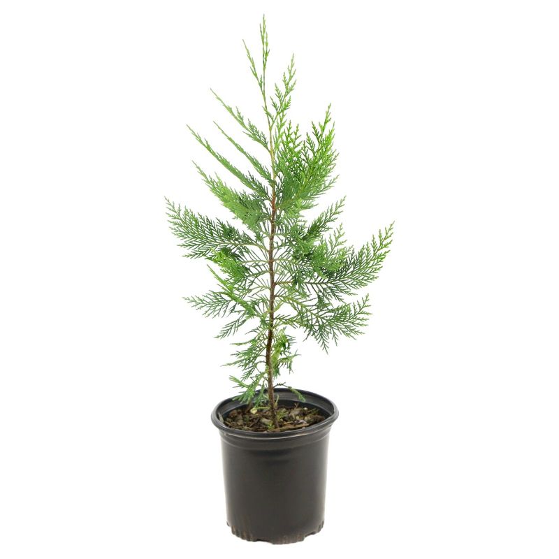 Cypress &#39;Leyland&#39; 1pc - National Plant Network U.S.D.A Hardiness Zone 5-9 - 2.25 Gallon, 3 of 6