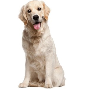 LEMONSODA Cardboard Cutouts (Labrador Dog (Sitting)) - 1 of 3