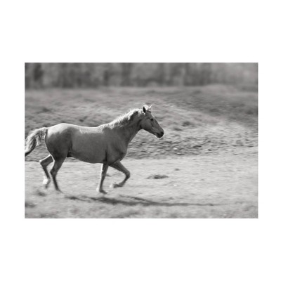 16" x 24" Sue Schlabach 'Pasture Run' Unframed Wall Canvas - Trademark Fine Art