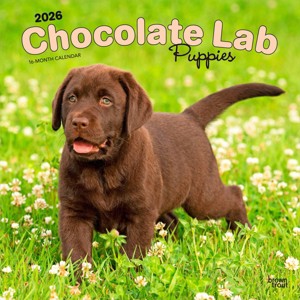 BrownTrout Chocolate Labrador Retriever Puppies 2026 12"x24" Hanging Square Wall Calendar Plastic-Free - 1 of 4