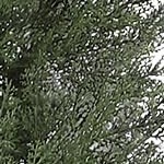 green-without lights