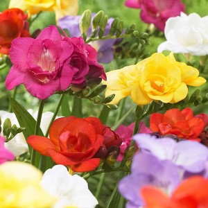 Van Zyverden 25ct Double Bloom Freesia Bulb - 1 of 4