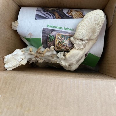 Back To The Roots Organic Mushroom Grow Kit - Oyster : Target