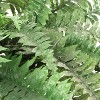 Floral Home 82" Boston Fern with 77 Lifelike Fronds - 2-Piece - 2 of 4