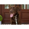 Country Brook Petz Deluxe Woodland Bone Camo Dog Collar - Made in The U.S.A. - 3 of 4
