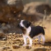Breyer Animal Creations CollectA Cats & Dogs Collection Miniature Figure | Bull Dog - 3 of 4