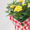 4" Mini Roses Yellow - Good Little Garden™ - 3 of 3