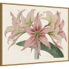 Amanti Art Amaryllis Varietals I by Bette Ridgeway Framed Canvas Wall Art - 3 of 4