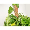 Envelor Coco Moss Poles for Climbing Plants Stackable Plant Support - 2 of 4