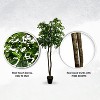 Cypress & Alabaster | Black Olive Tree In Growers Pot - 2 of 4