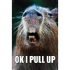 Trends International Capybara - Pull Up Unframed Wall Poster Prints - 4 of 4