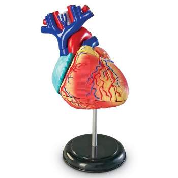 Learning Resources Heart Anatomy Model, 29 Pieces, Ages 8+