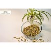 Organic Way Cardamom Green Cut & Sifted - 1 lbs - 4 of 4