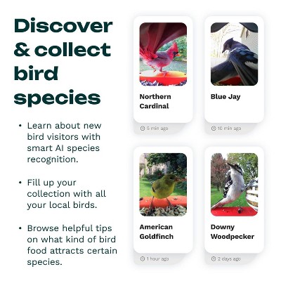 Blue Solar-Powered Smart Bird Feeder with Camera and Glass Enclosure