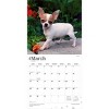 BrownTrout Chihuahua Puppies 2026 12"x24" Hanging Square Wall Calendar Plastic-Free - 3 of 4