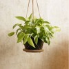 LiveTrends Ritual Hanging Ceramic Indoor Planter Basket Matte Black 6.5"x6.5"x22" - 2 of 3