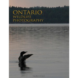 Ontario Wildlife Photography - by  Noah Cole (Hardcover) - 1 of 1