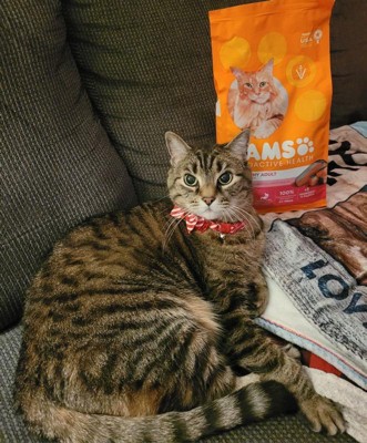 Target iams cat outlet food