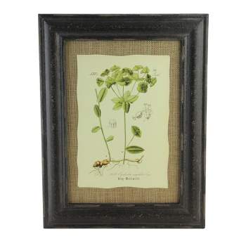 Raz Imports 16.5" Botanic Beauty Decorative Euphorbia Angulata Print with Burlap Accent Framed Wall Art