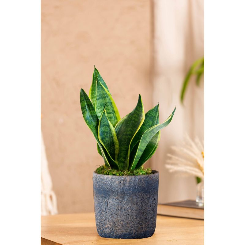 Live Sansevieria Snake Plant in Repose Rustic Stone Planter, 2 of 6
