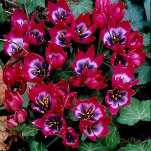 Van Zyverden 12ct Bulbs Tulips Little Beauty - 1 of 4