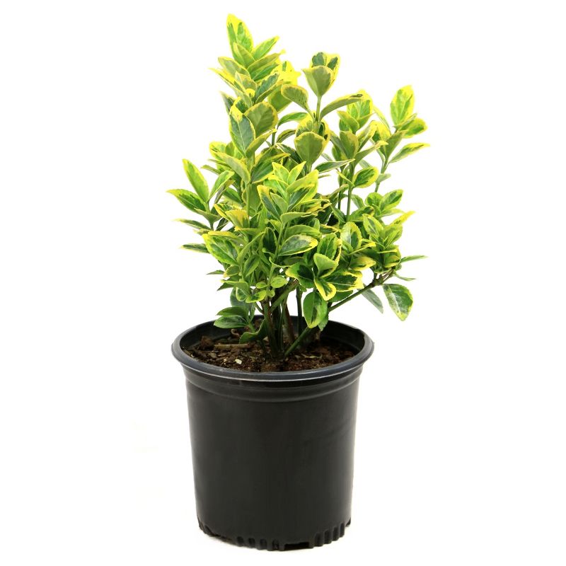 Euonymus &#39;Golden&#39; 1pc in 2.5 Quart Container - National Plant Network - U.S.D.A. Hardiness Zones 6 - 9, 1 of 6