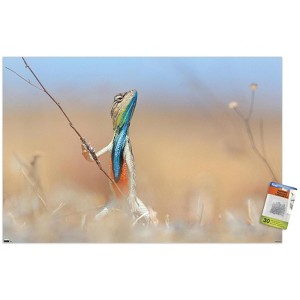 Trends International The Comedy Wildlife Photography Awards: Anup Deodhar - Rockstar Unframed Wall Poster Prints - 1 of 4