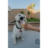 QALO TraQ Powered By Tile Dog and Cat Silicone Bluetooth Trackable Pet ID Tag - Navy - 4 of 4