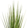 Green Evergold Grass Potted UV - 3 of 4