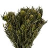 Vickerman 12" Green Salignum, Female, 7 oz Bundle, Preserved - 2 of 4