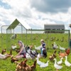 Large Metal Chicken Run, Walk-in Chicken Coop with Lockable Door, Outdoor Chicken Pen with Waterproof and Anti-UV Cover,  Poultry Cage for Yard, Farm - 2 of 4
