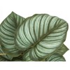 NicBex Artificial Plant Set of 2 13" Artificial Epipremnum Plant with Pot Real Touch, Room Decor for Home Office Foyer Porch - 4 of 4